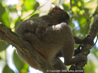 Hapalemur simus, mother and infant, Greater Bamboo Lemur