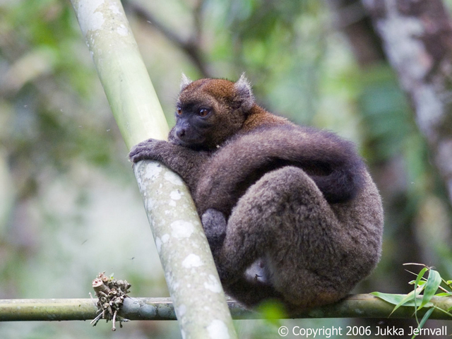 Hapalemur simus, _male, _Greater_Bamboo_Lemur, I_PCW11