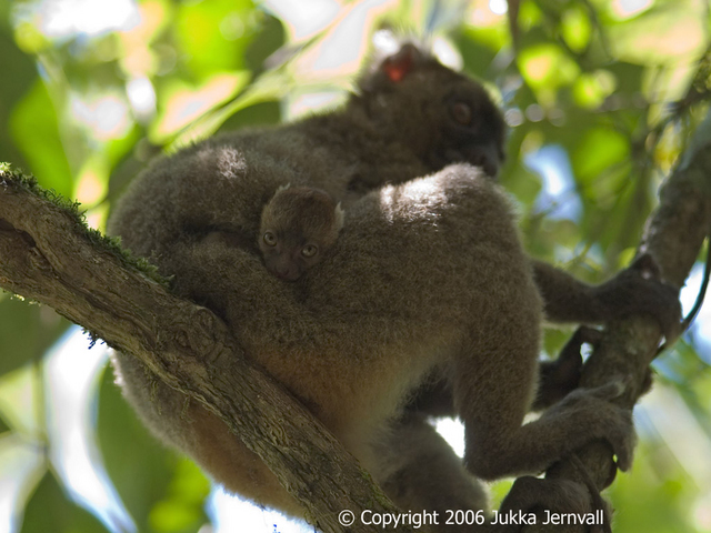 Hapalemur simus, _mother_and_infant, _Greater_Bamboo_Lemur, I_PCW10