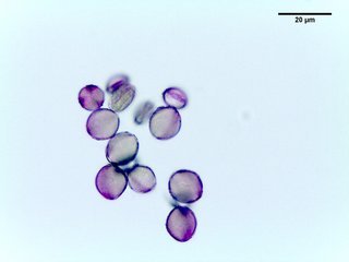 Aconitum uncinatum, pollen