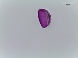Allium cernuum, pollen