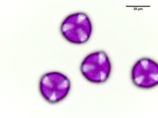 Helleborus foetidus, pollen