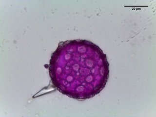 Pachysandra terminalis, pollen