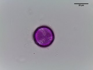 Actaea pachypoda, pollen