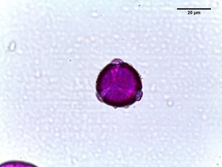 Aesculus pavia, pollen