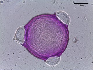 Amsonia ciliata, pollen