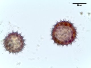 Silphium laciniatum, pollen