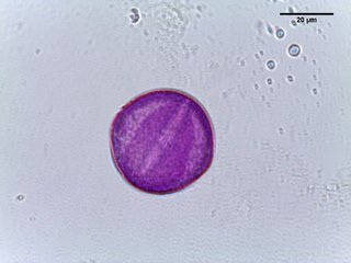 Waldsteinia fragarioides, pollen