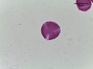 Corylopsis, pollen