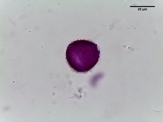 Epimedium sulphureum, pollen