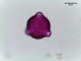 Euphorbia cyparissias, pollen