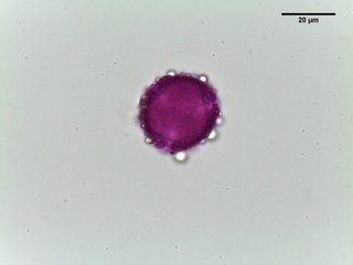 Forsythia suspensa, pollen