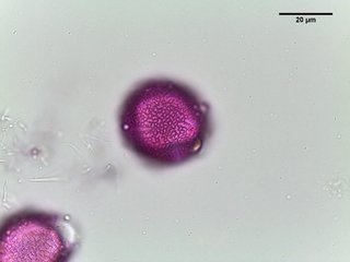 Forsythia suspensa, pollen