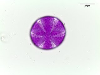 Glechoma hederacea, pollen