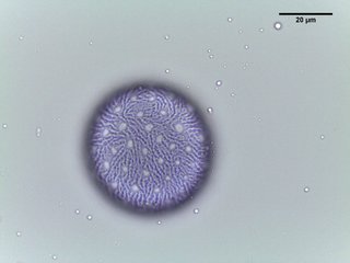 Polemonium reptans, pollen
