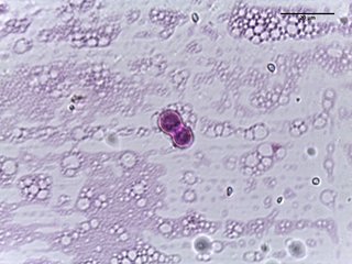 Lithospermum canescens, pollen