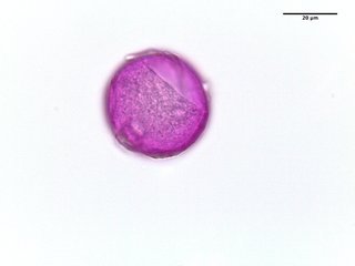 Panicum virgatum, pollen