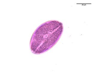 Cleome hassleriana, pollen
