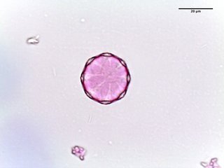 Sarracenia purpurea, pollen