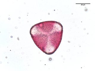 Crataegus phaenopyrum, pollen