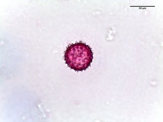 Euthamia caroliniana, pollen