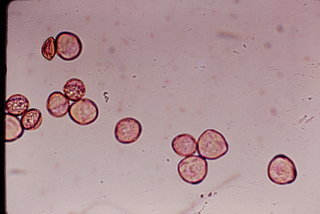 Heuchera sanguinea, pollen