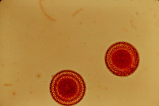 Laurus nobilis, pollen