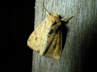Apamea helva, Yellow Three-Spot Moth