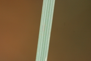 Muhlenbergia capillaris, Pink Muhly Grass, leaf under