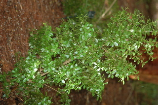 Ilex sugerokii, Kuro-Soyogo Holly, plant