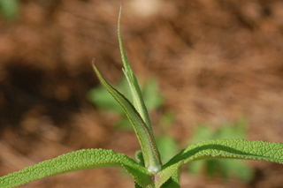 Eupatorium perfoliatum, Boneset, leaf bud