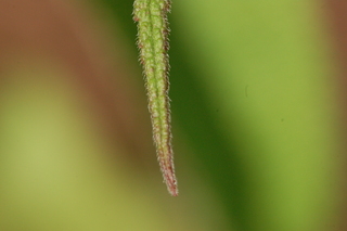 Eupatorium perfoliatum, Boneset, leaf tip upper