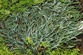 Calamintha sylvatica, Glaucum, plant