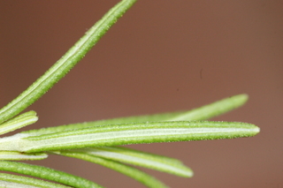 Rosmarinus officinalis, Rosemary, leaf under