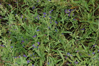 Anchusa officinalis, Bugloss, plant