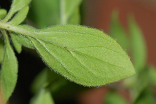 Origanum majorana, Sweet Marjoram, leaf under