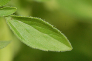 Origanum majorana, Sweet Marjoram, leaf upper