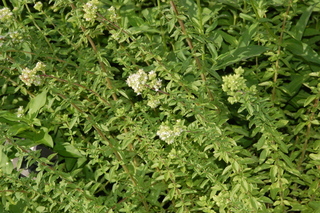 Origanum majorana, Sweet Marjoram, plant