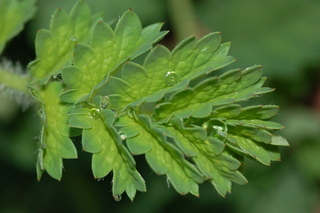 Sanguisorba minor, leaf bud