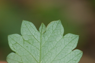 Sanguisorba minor, leaf tip under