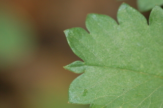 Sanguisorba minor, leaf tip upper