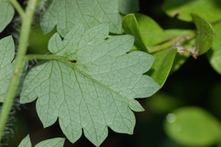 Sanguisorba minor, leaf under