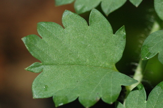 Sanguisorba minor, leaf upper