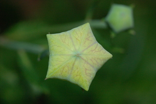 Platycodon grandiflorus, Balloon Flower, flower