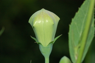 Platycodon grandiflorus, Balloon Flower, flower profile