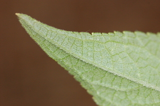 Salvia elegans, Pineapple Sage, leaf tip under