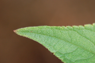 Salvia elegans, Pineapple Sage, leaf tip upper