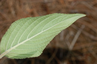 Salvia elegans, Pineapple Sage, leaf under