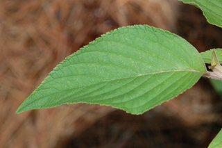 Salvia elegans, Pineapple Sage, leaf upper