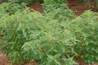 Salvia elegans, Pineapple Sage, plant